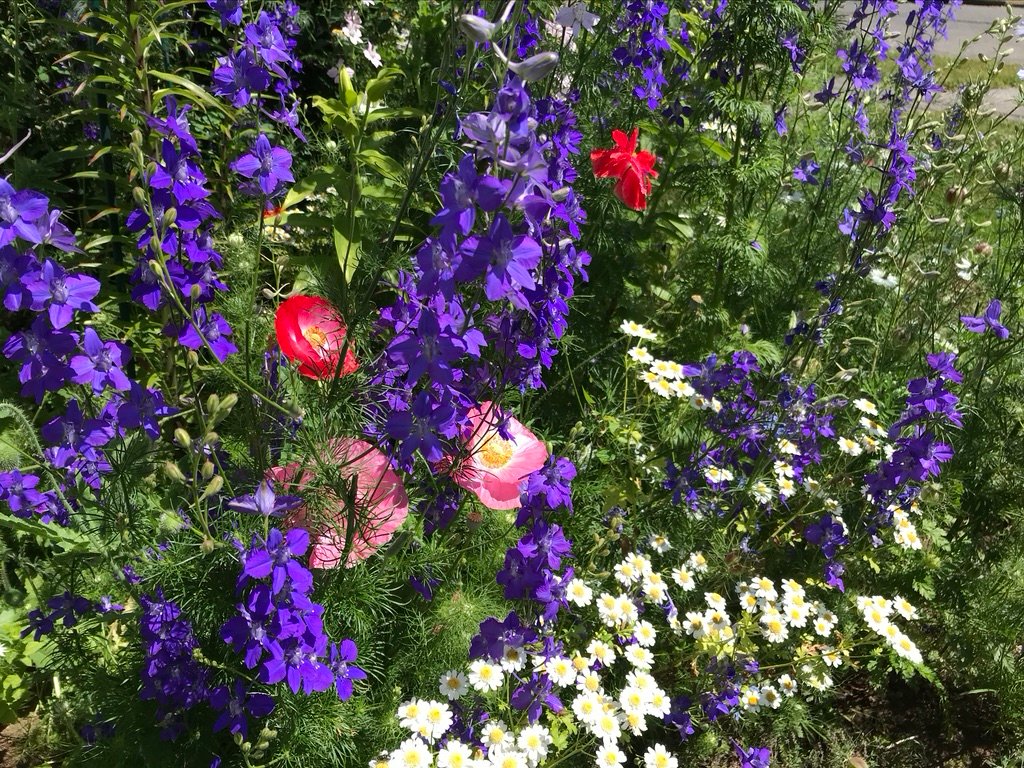 Purple larkspur, white feverfew, and pink and red Shirley poppies, the all-volunteer midsummer flower garden from seeds planted once, many years ago.